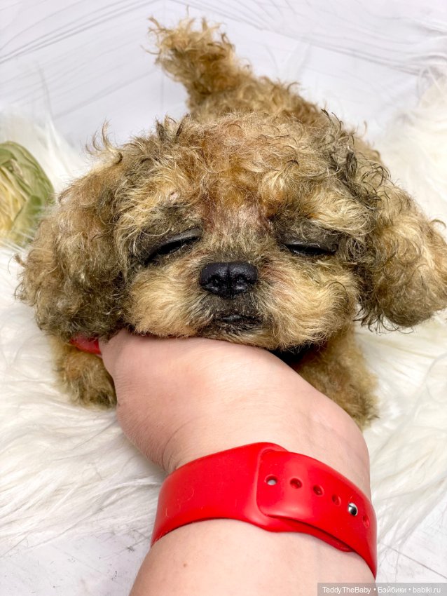 Kraš🐶🐾🐾🐾 — Реалистичные игрушки и звери (Натюр): собаки