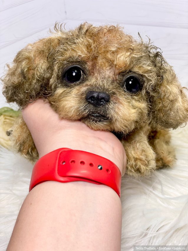 Kraš🐶🐾🐾🐾 — Реалистичные игрушки и звери (Натюр): собаки