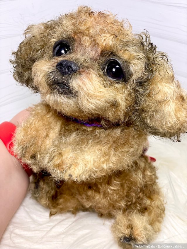 Kraš🐶🐾🐾🐾 — Реалистичные игрушки и звери (Натюр): собаки