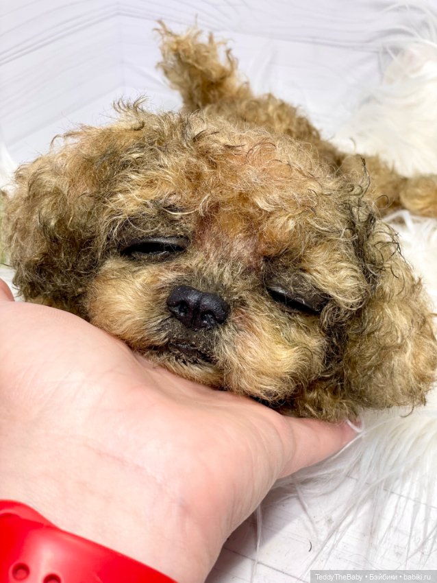 Kraš🐶🐾🐾🐾 — Реалистичные игрушки и звери (Натюр): собаки