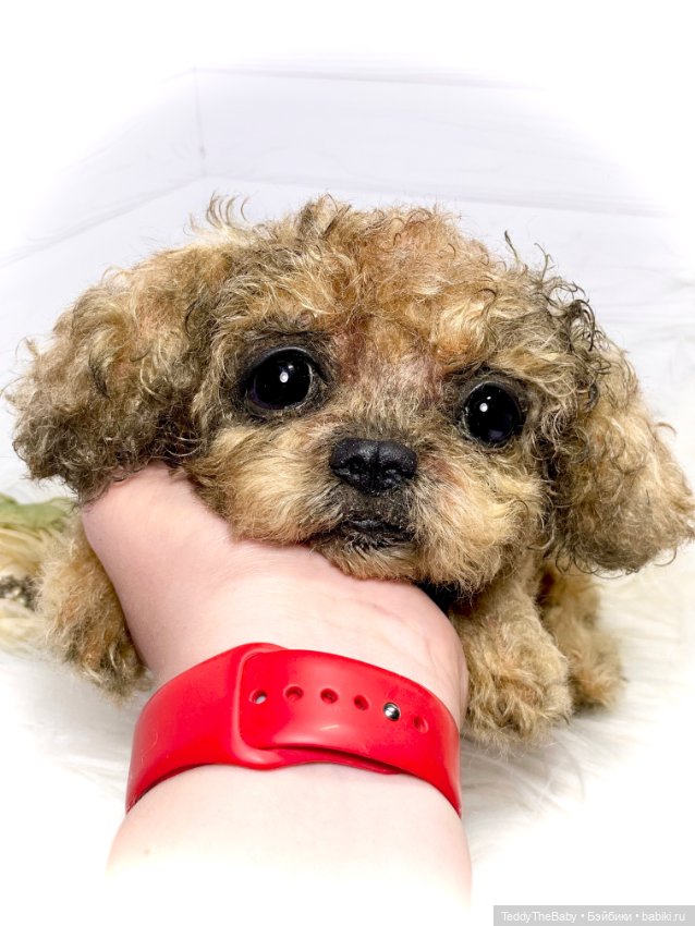 Kraš🐶🐾🐾🐾 — Реалистичные игрушки и звери (Натюр): собаки