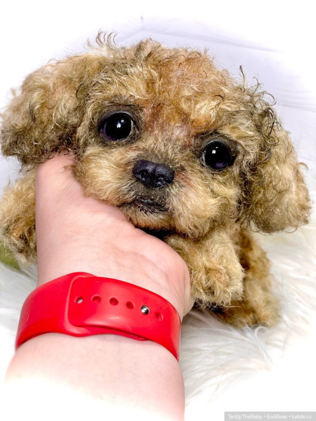 Kraš🐶🐾🐾🐾 — Реалистичные игрушки и звери (Натюр): собаки