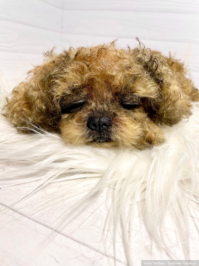 Kraš🐶🐾🐾🐾 — Реалистичные игрушки и звери (Натюр): собаки