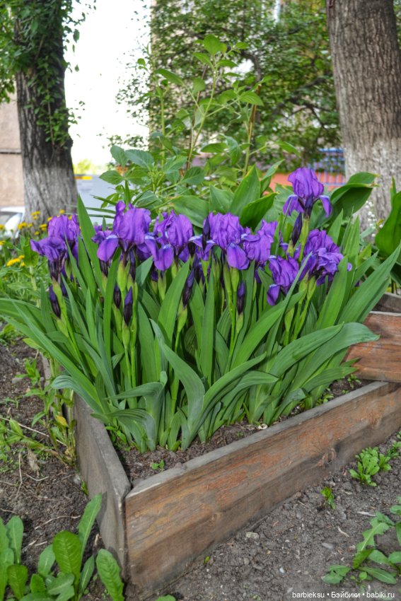 Ах, как прекрасна та Сирень!💮💮💮 (фото 6)