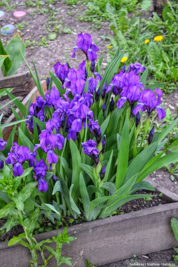 Ах, как прекрасна та Сирень!💮💮💮 (фото 2)