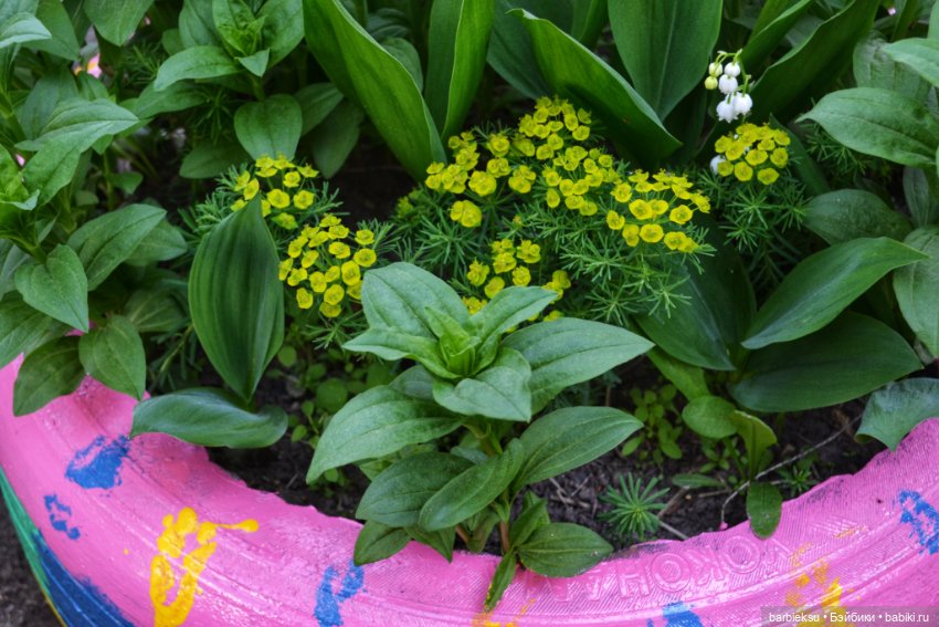 Ах, как прекрасна та Сирень!💮💮💮 (фото 5)