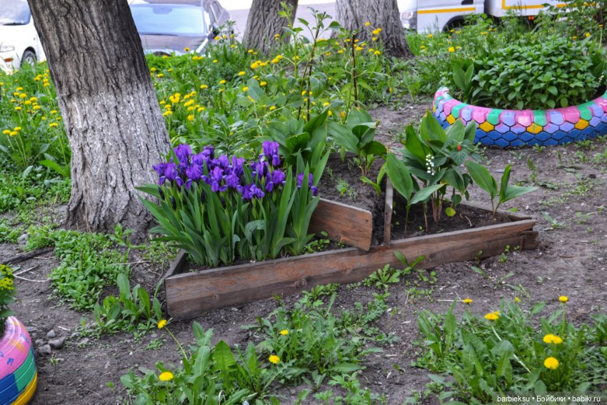 Ах, как прекрасна та Сирень!💮💮💮 (фото 7)