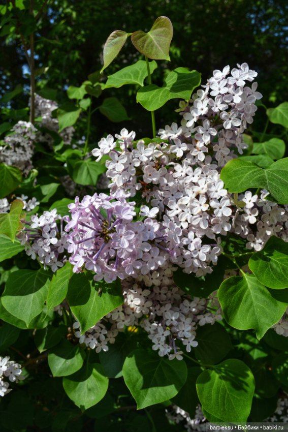Ах, как прекрасна та Сирень!💮💮💮