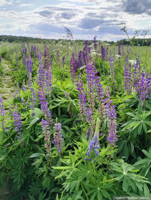 Прогулка с Беллой от Ruby Red в поле