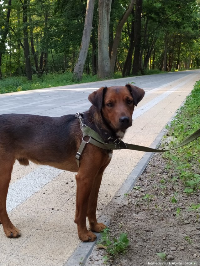 Тихие радости — Куклы с Алиэкспресс (Aliexpress): Китайские шарнирные