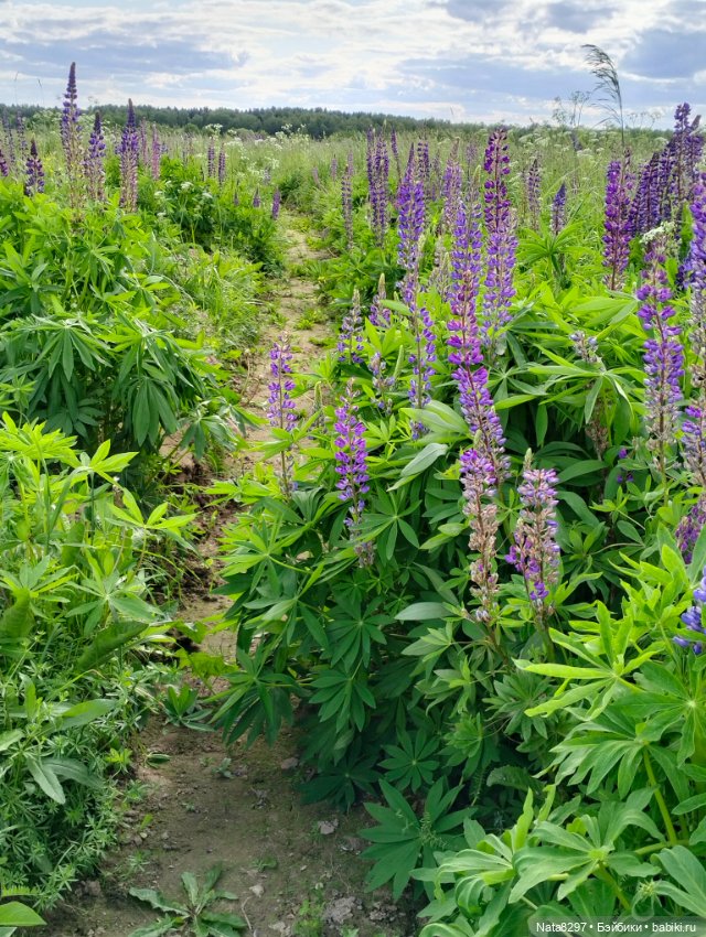 Прогулка с Беллой от Ruby Red в поле