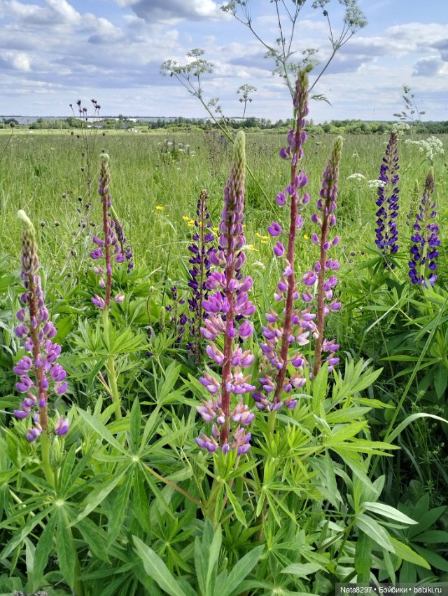 Прогулка с Беллой от Ruby Red в поле