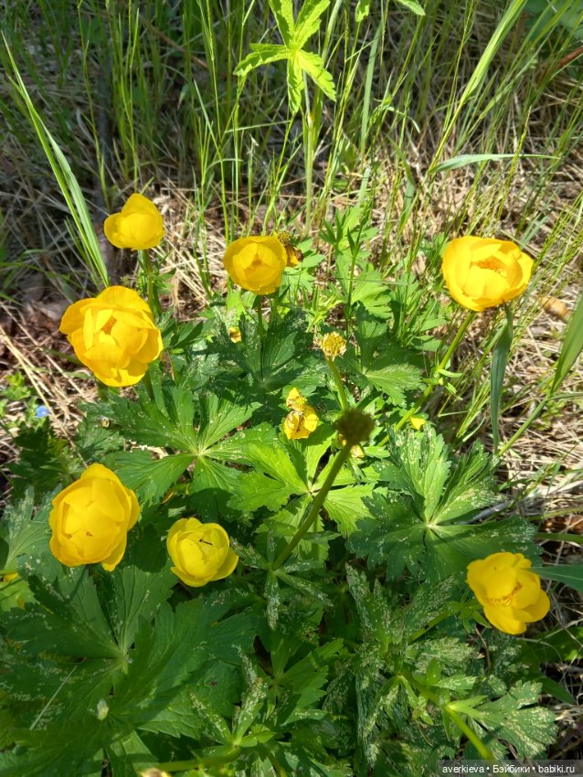 Лесное — Фигурки Pop Mart (Поп Март): Blind Box