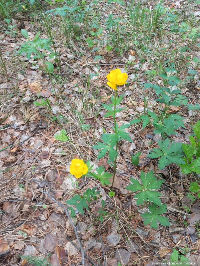 Лесное — Фигурки Pop Mart (Поп Март): Blind Box (фото 7)