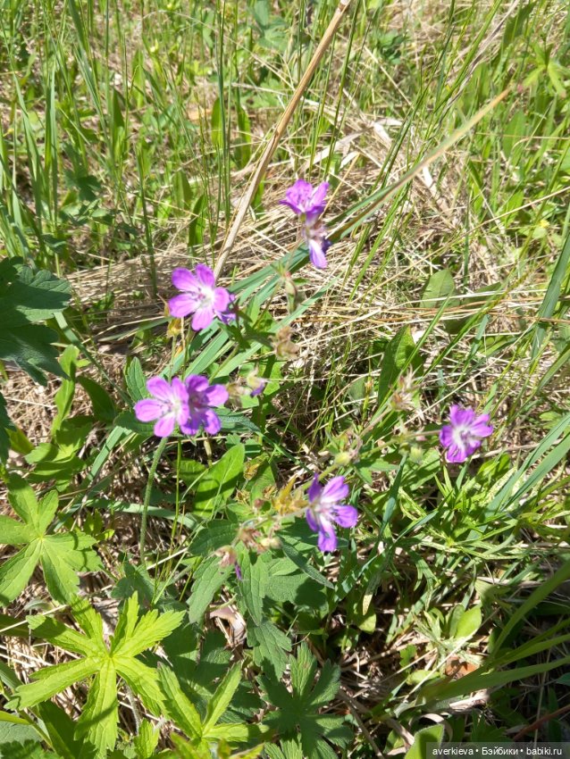 Лесное — Фигурки Pop Mart (Поп Март): Blind Box