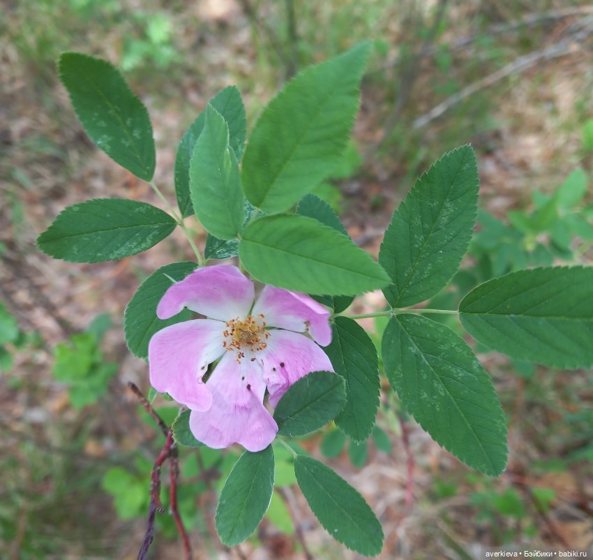 Лесное — Фигурки Pop Mart (Поп Март): Blind Box