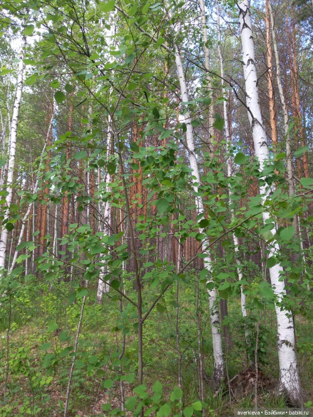 Лесное — Фигурки Pop Mart (Поп Март): Blind Box