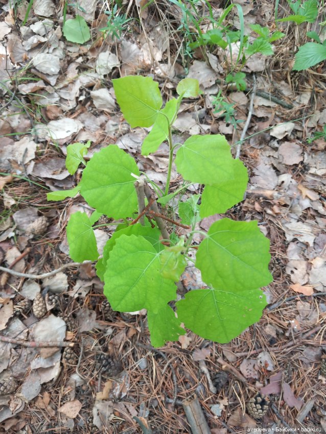Лесное — Фигурки Pop Mart (Поп Март): Blind Box