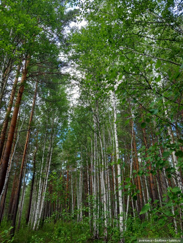 Лесное — Фигурки Pop Mart (Поп Март): Blind Box