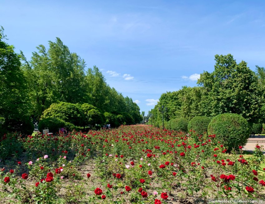 Прогулка с корги в парке у дома