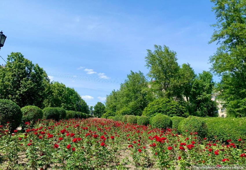 Прогулка с корги в парке у дома