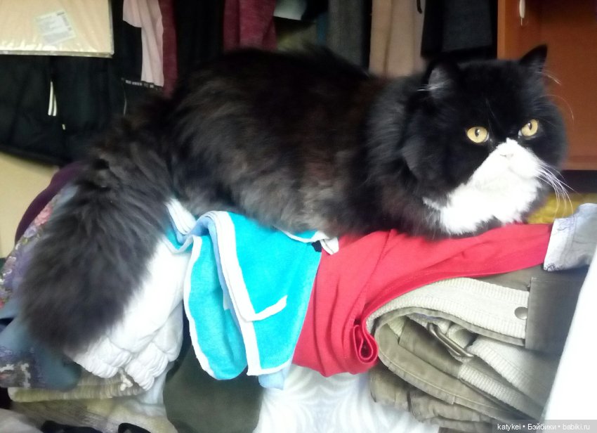 Нужен синий (12 июня) — Текстильные игрушки и примитивы: кофейные (фото 3)