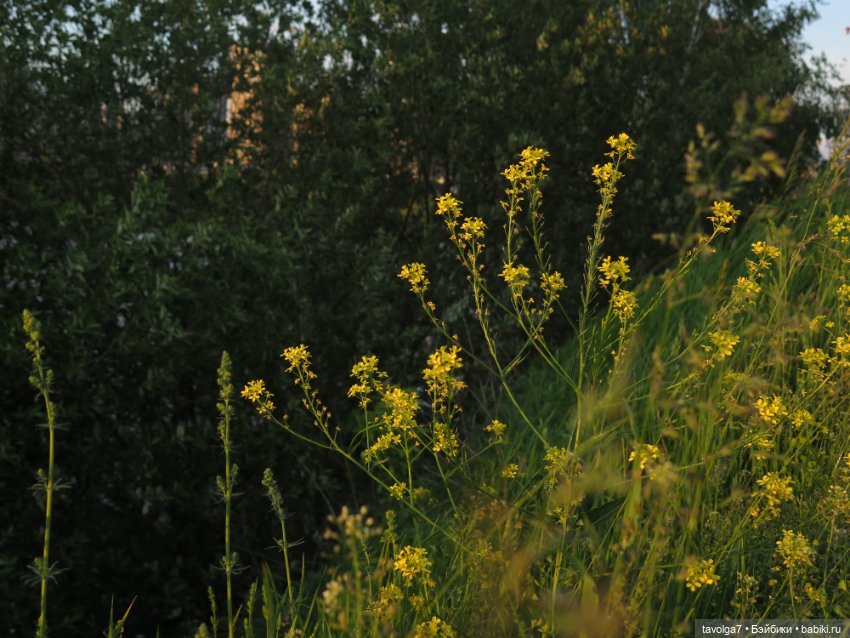 Куклы Paola Reina (Паола Рейна): новинки