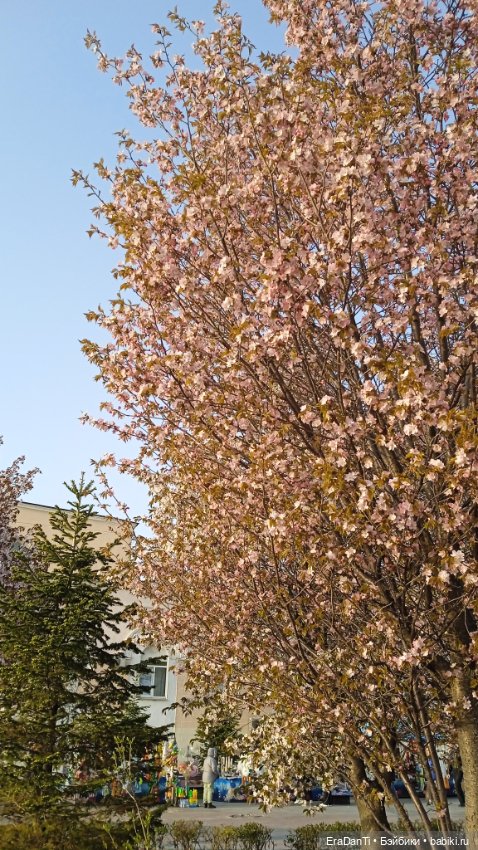 Владивосток 2023 — Туризм и путешествия: фотоотчеты из поездок (фото 7)