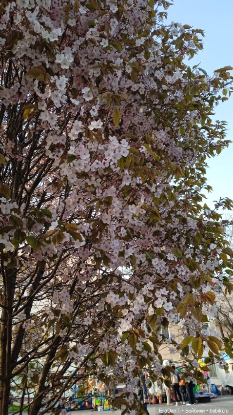 Владивосток 2023 — Туризм и путешествия: фотоотчеты из поездок (фото 8)