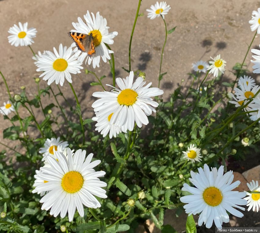 Настя — Советские винтажные куклы (СССР): Ленигрушка