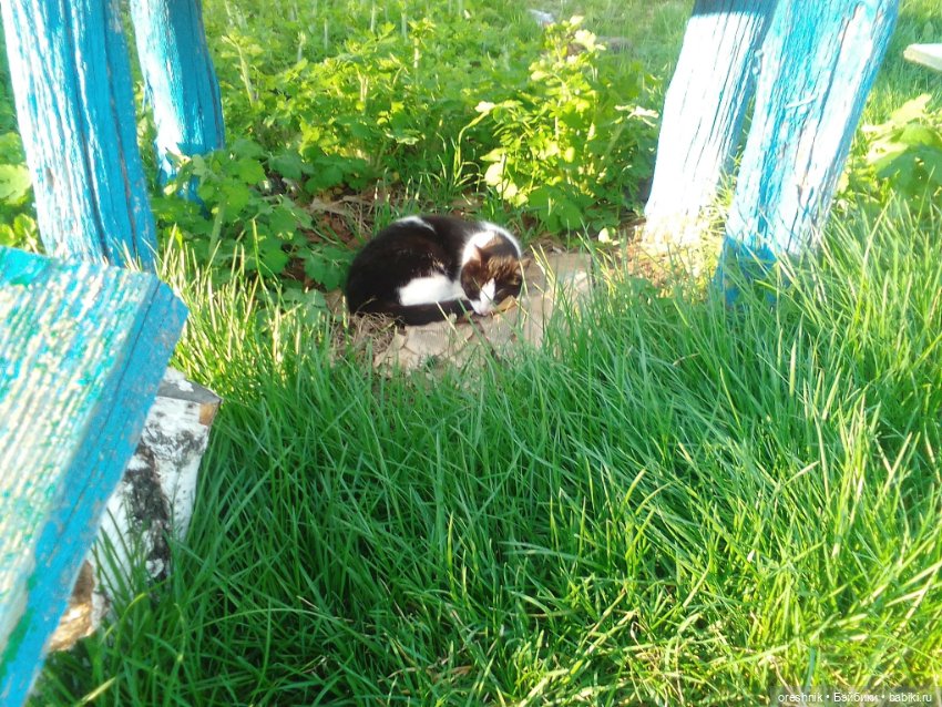 Майская прогулка — Куклы Monster High и Ever After High: G1