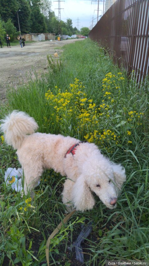 Кошки и собаки — Авторские мишки Тедди и друзья: фото