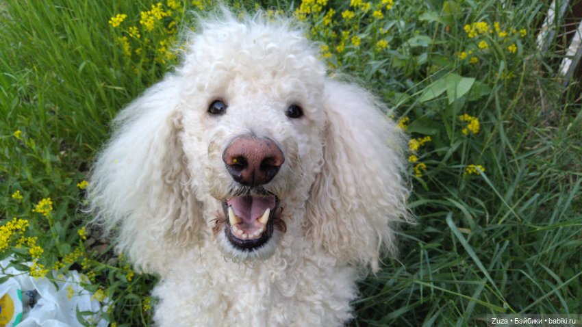 Кошки и собаки — Авторские мишки Тедди и друзья: фото