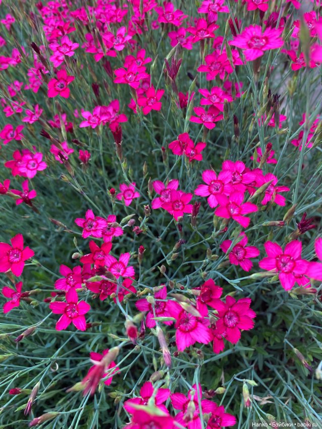 ДАЯТАКАЯ — Игровые куклы разных производителей (Разное): редкие бренды (фото 8)