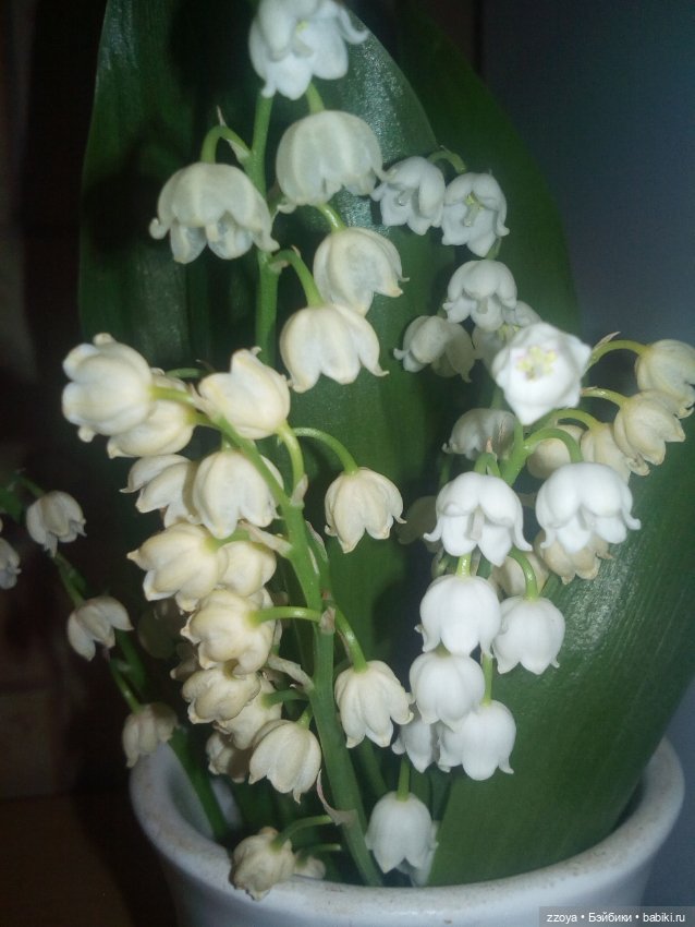 5-летие на Бэйбиках — Разные шарнирные куклы (не БЖД): редкие (фото 8)