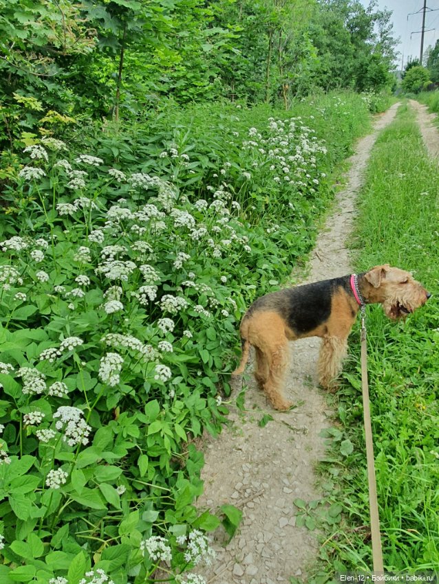 Прогулка по лесу — Куклы Ruby Red (Руби Ред) Fashion Friends: Siblies
