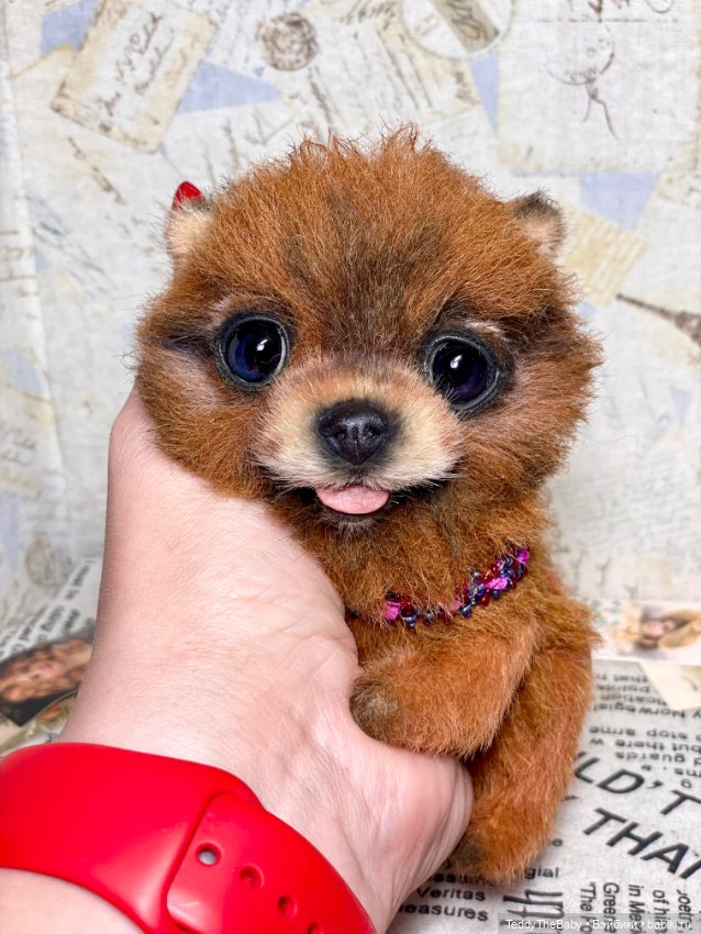 Flame 🔥 — Реалистичные игрушки и звери (Натюр): собаки (фото 9)