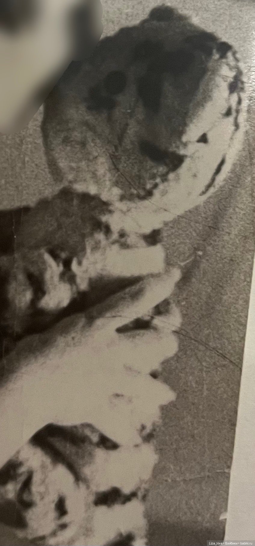 Разыскивается желтый тигр! Отличительная черта- большие белые лапы (фото 2)