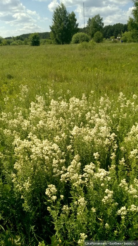 Вояж на заливной луг — Гибриды шарнирных кукол (не БЖД): подбор тела