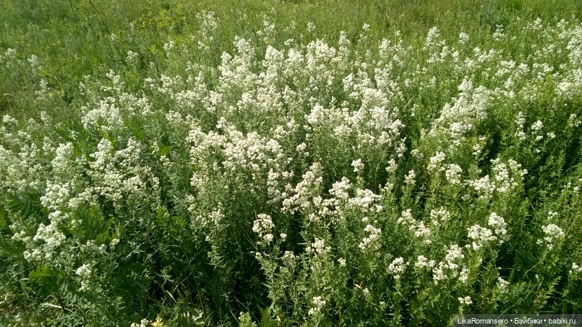 Вояж на заливной луг — Гибриды шарнирных кукол (не БЖД): подбор тела