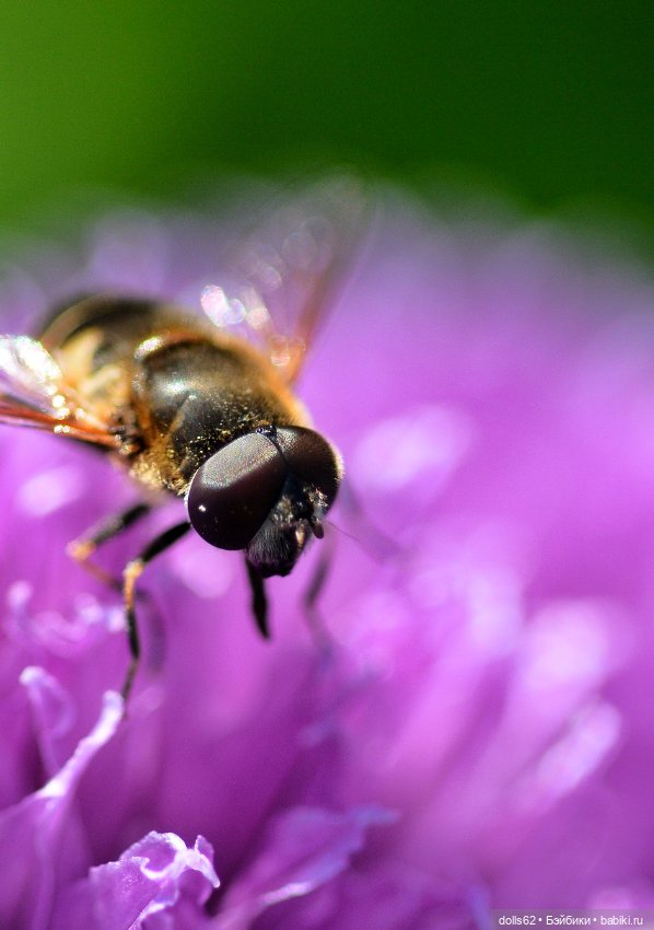 Лето в самом разгаре — Авторские куклы BJD (БЖД) у нас дома: фото (фото 8)