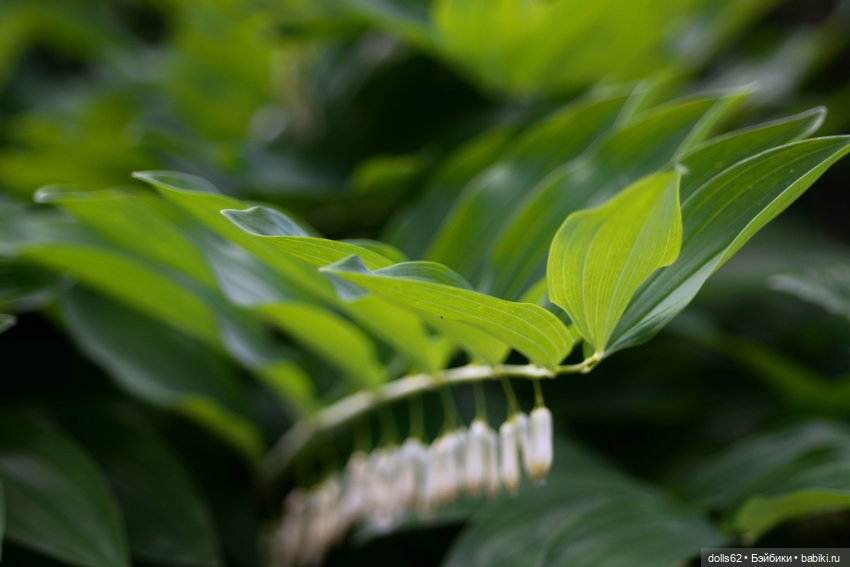 Лето в самом разгаре — Авторские куклы BJD (БЖД) у нас дома: фото (фото 3)