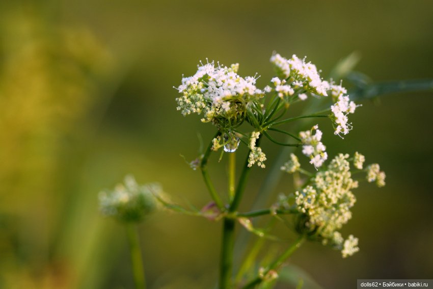 Лето в самом разгаре — Авторские куклы BJD (БЖД) у нас дома: фото (фото 2)
