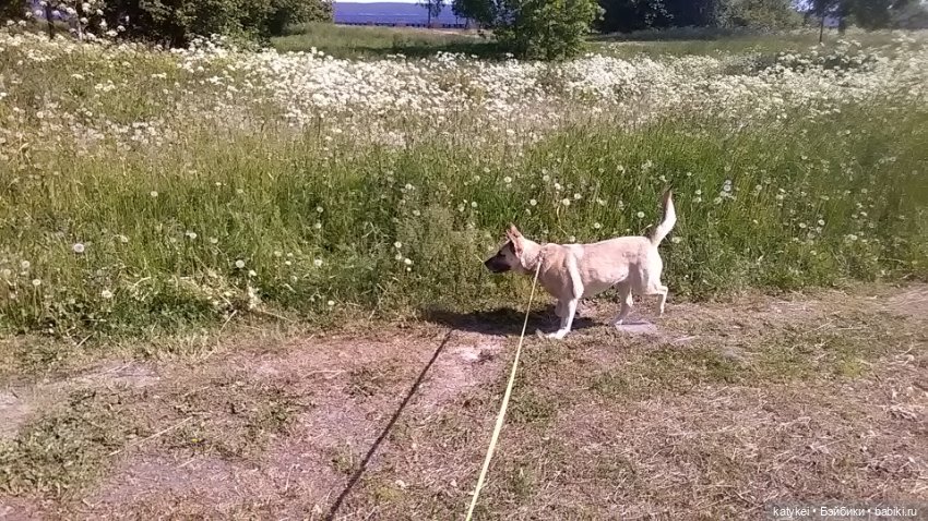 Что есть на конюшне — Интересные игрушки и фигурки (разное): редкие