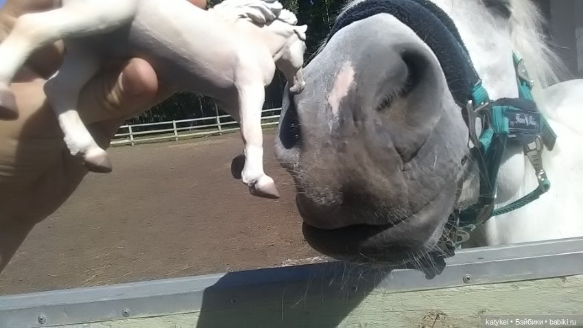 Что есть на конюшне — Интересные игрушки и фигурки (разное): редкие