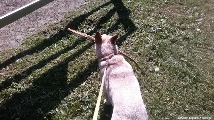 Что есть на конюшне — Интересные игрушки и фигурки (разное): редкие