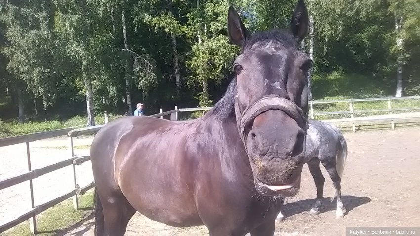 Что есть на конюшне — Интересные игрушки и фигурки (разное): редкие (фото 9)