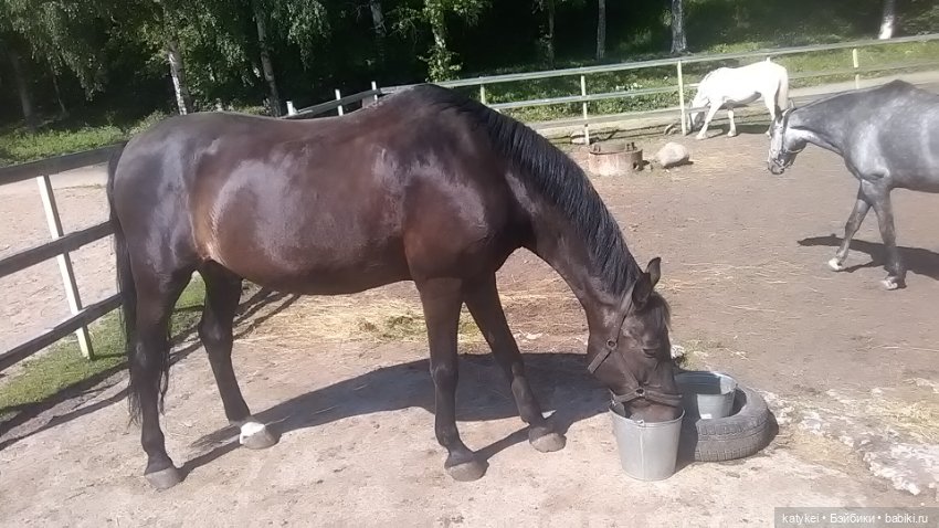 Что есть на конюшне — Интересные игрушки и фигурки (разное): редкие (фото 8)