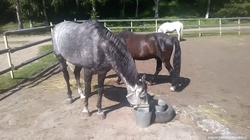 Что есть на конюшне — Интересные игрушки и фигурки (разное): редкие (фото 7)