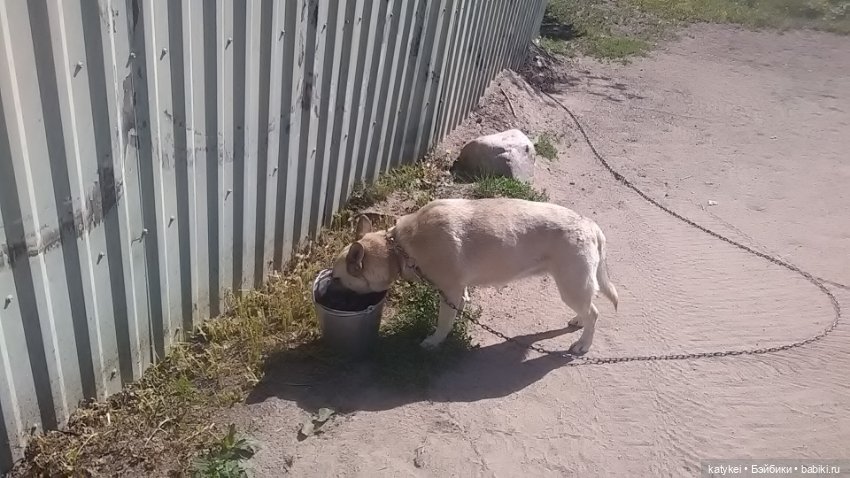 Что есть на конюшне — Интересные игрушки и фигурки (разное): редкие (фото 10)